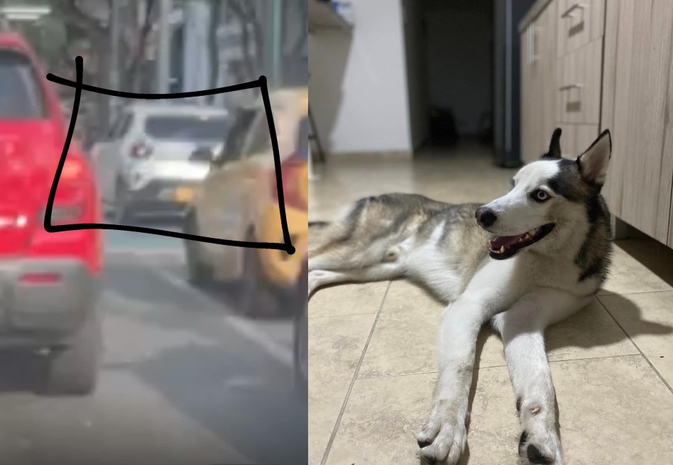 Graban a mujer abandonando a su perro en plena avenida: casi lo atropellan