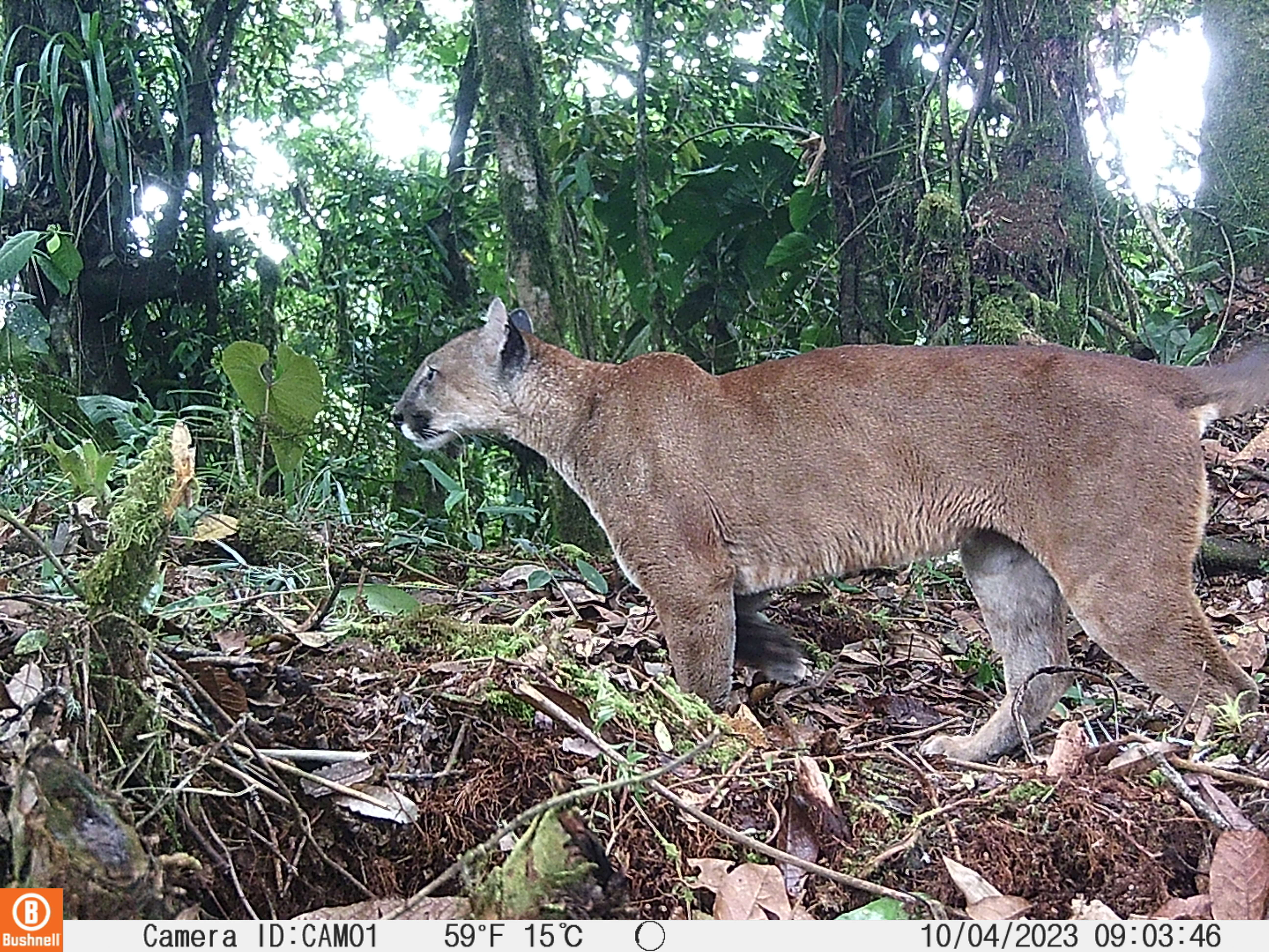 Así se ve la fauna colombiana desde 57 cámaras trampa instaladas en el país