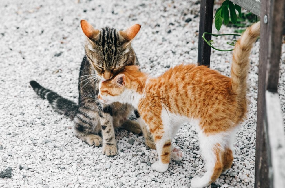 ¿Qué pasa si tengo dos gatos y uno muere?