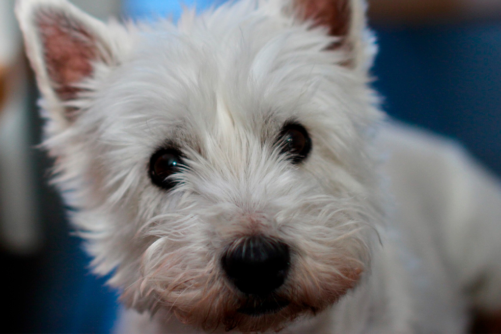 West Highland Terrier