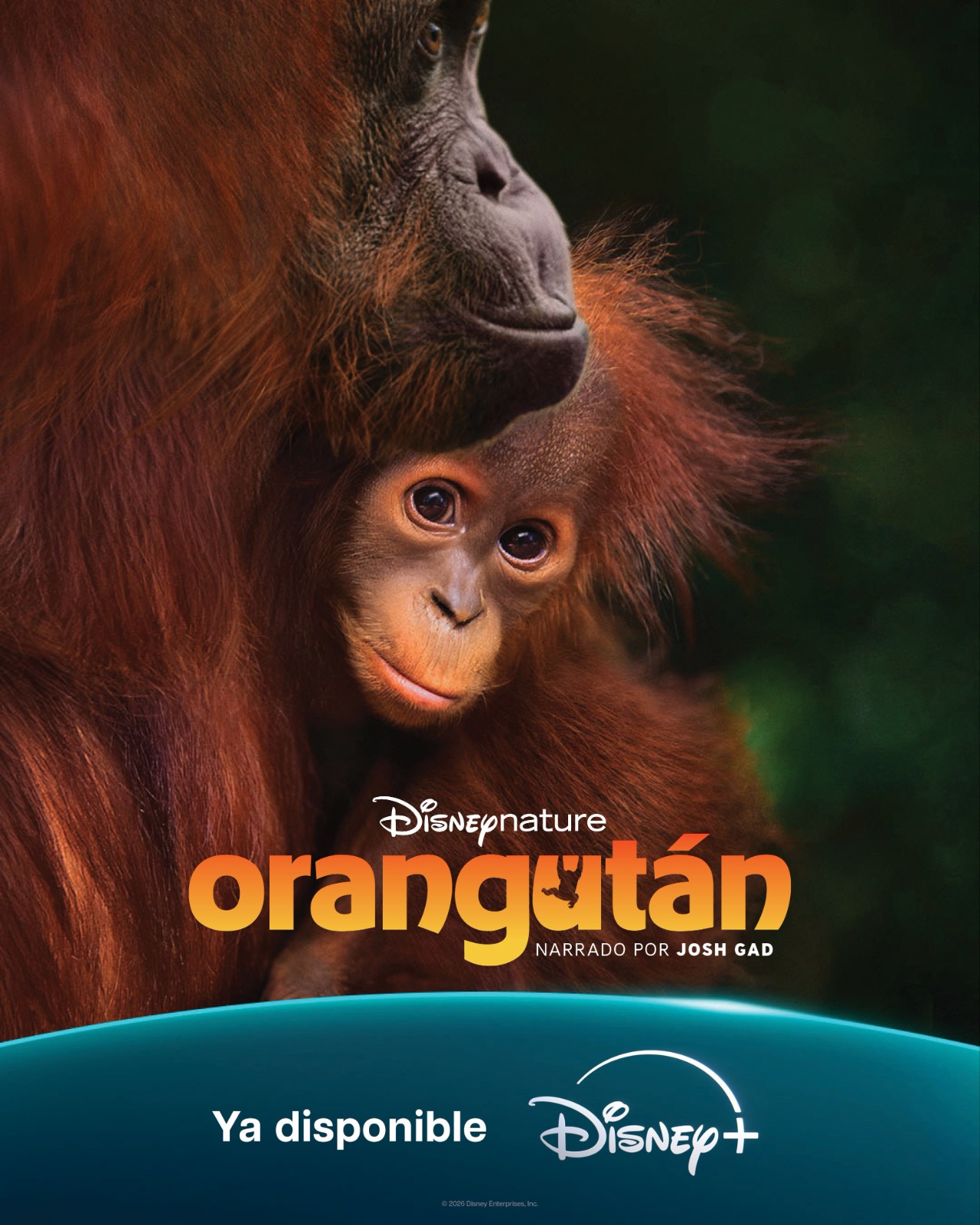 Orangután