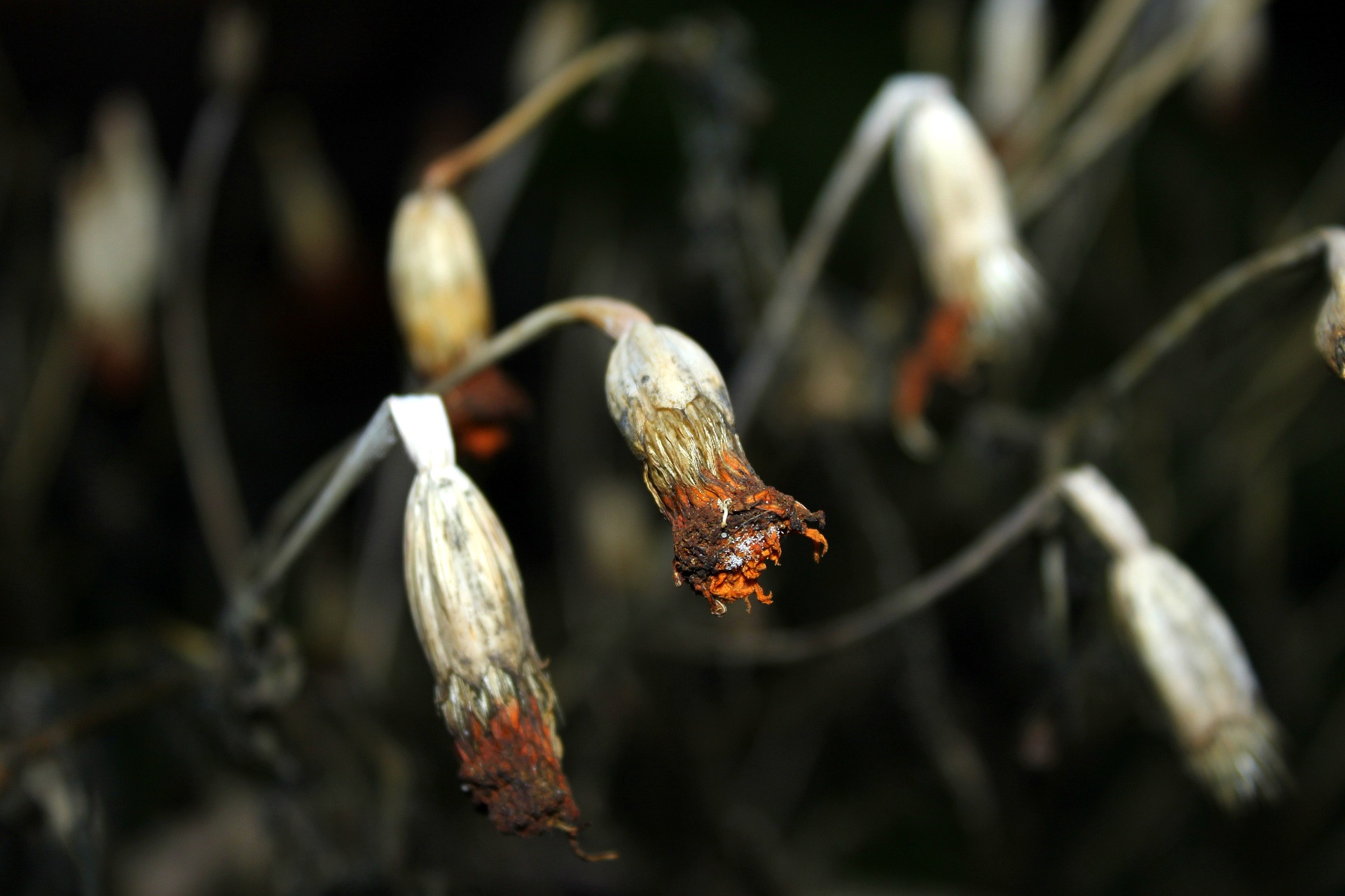 Fotografía de una planta con las hojas y flores marchitas.
