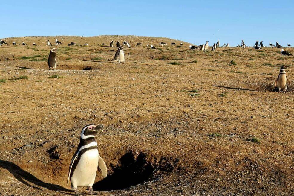 Se reducen los pingüinos y los glaciares 500 años después del viaje de Magallanes