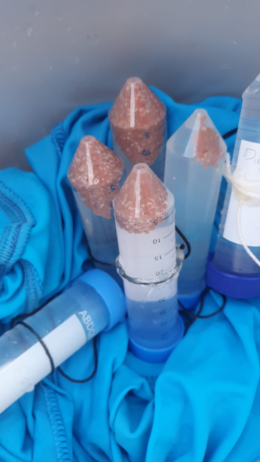 Gametos del coral cerebro (Diploria labyrinthiformis) recolectados por el equipo de científicos en el PNN Corales del Rosario este jueves 26 de mayo.