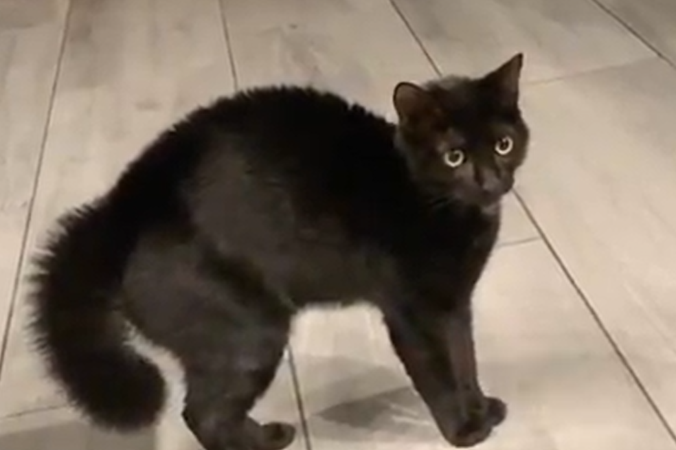 Gato bravo