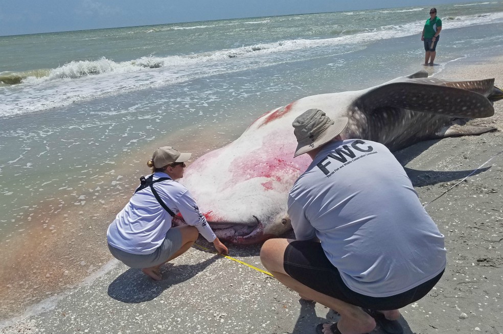 Un centenar de delfines y manatíes mueren por culpa de la marea roja