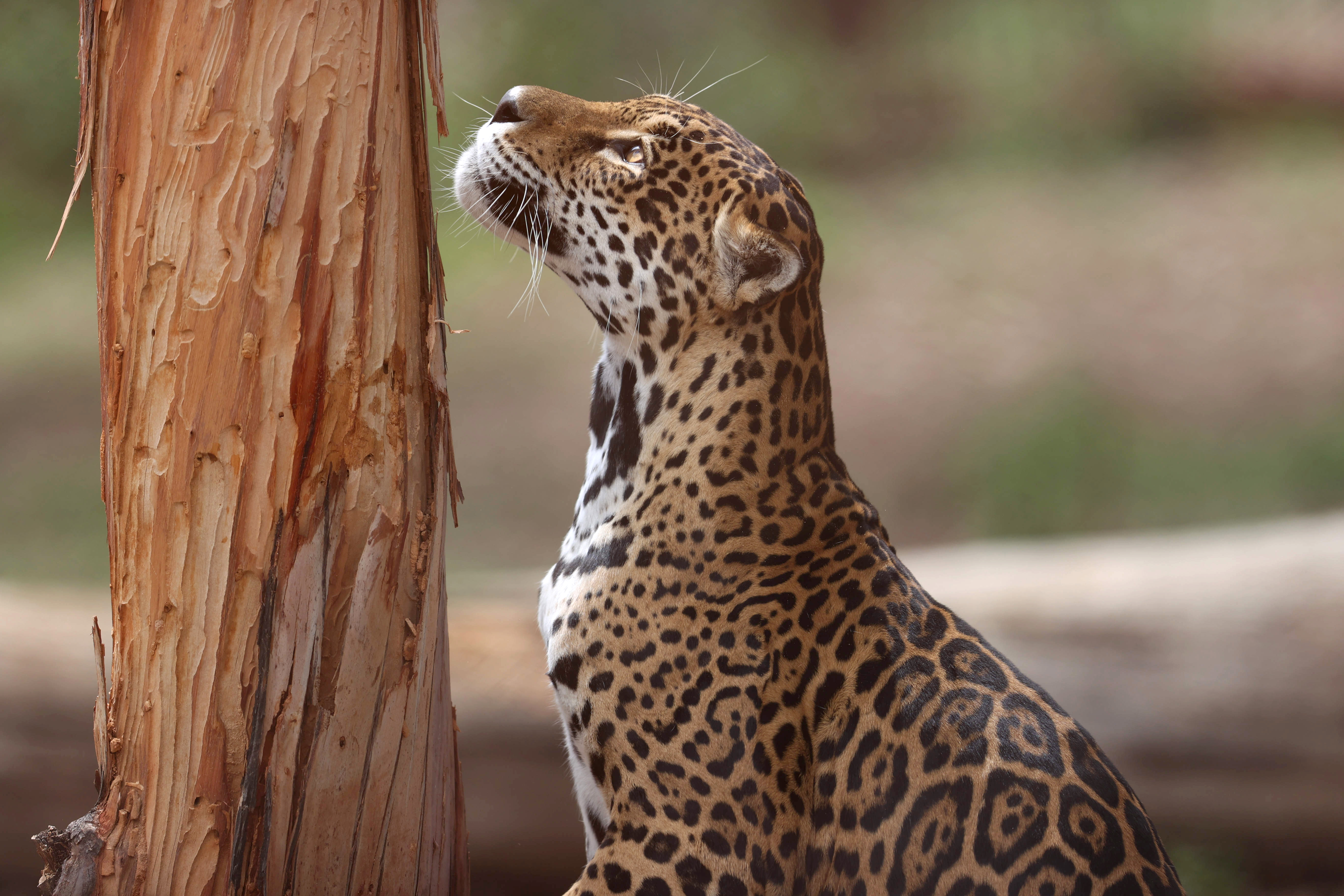 AME2008. LA PAZ (BOLIVIA), 29/11/2024.- Fotografía de un jaguar en el bioparque Vesty Pakos, este viernes en La Paz (Bolivia). Bolivia conmemoró este viernes del Día Internacional de Jaguar con acciones destinadas a promover el cuidado y protección del mayor felino de América, afectado por la disminución de su hábitat a causa de los constantes incendios forestales y la extensión de la frontera agrícola. EFE/ Luis Gandarillas