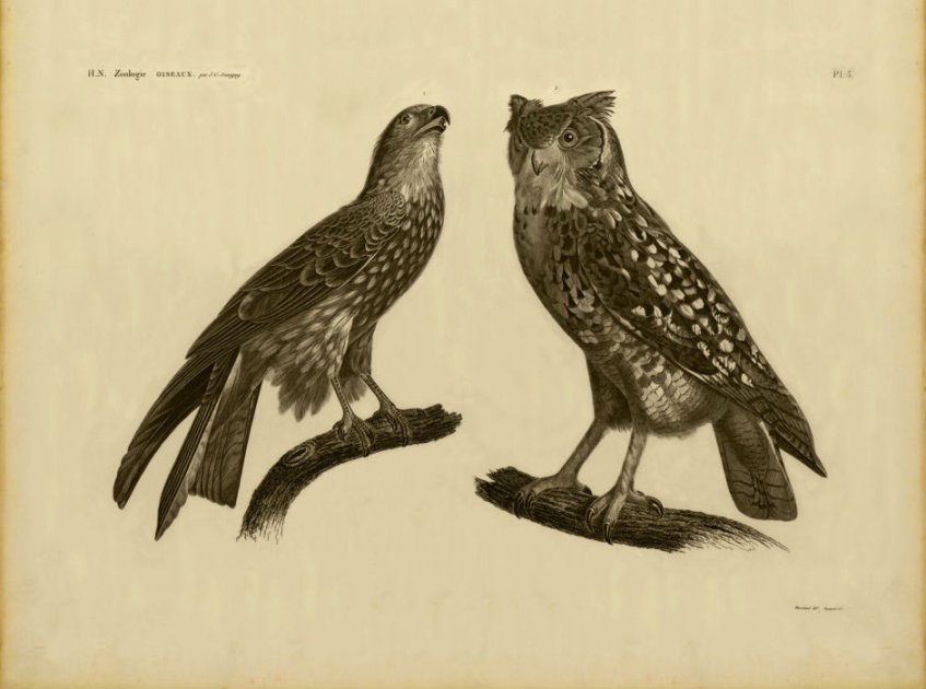 Los tesoros naturales que Napoleón ‘descubrió’ en Egipto