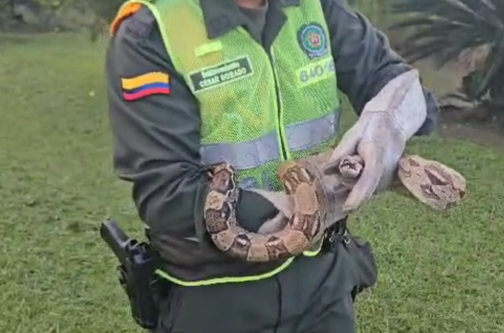 Boa constrictor de dos metros apareció en una calle de Cali