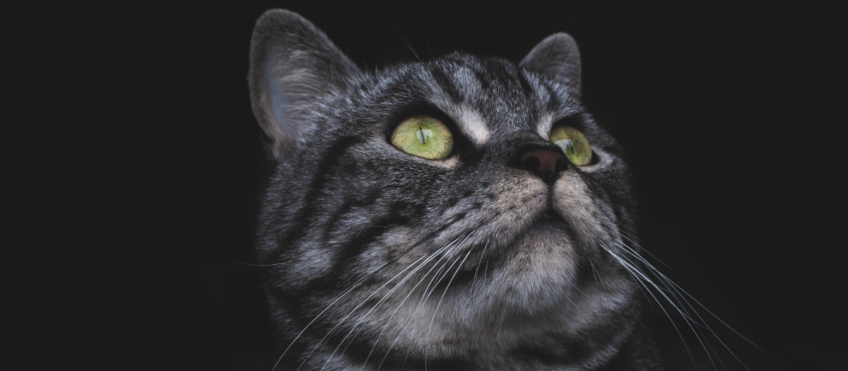 5 razas de gatos finos que te encantarán como mascota