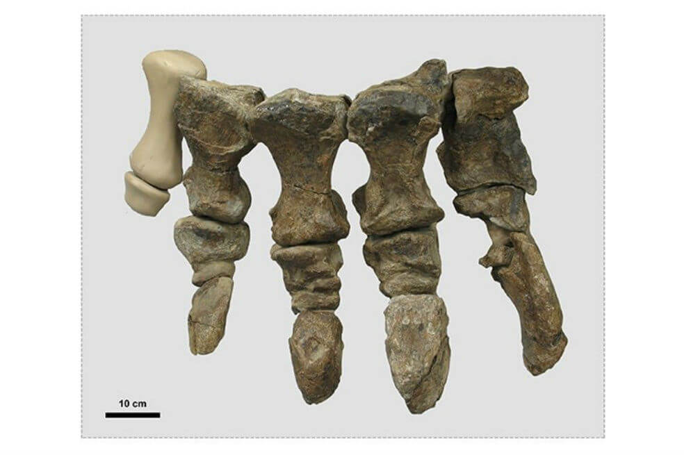 El curioso dinosaurio de 24 toneladas que andaba como si llevara tacones
