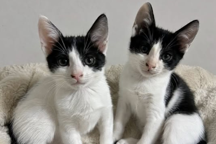 Dos gatitos buscan hogar juntos desde que nacieron, pero nadie ha preguntado por ellos