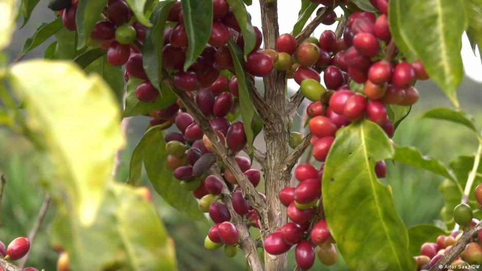 Café hondureño: una apuesta por los cultivos orgánicos y por rescatar el campo