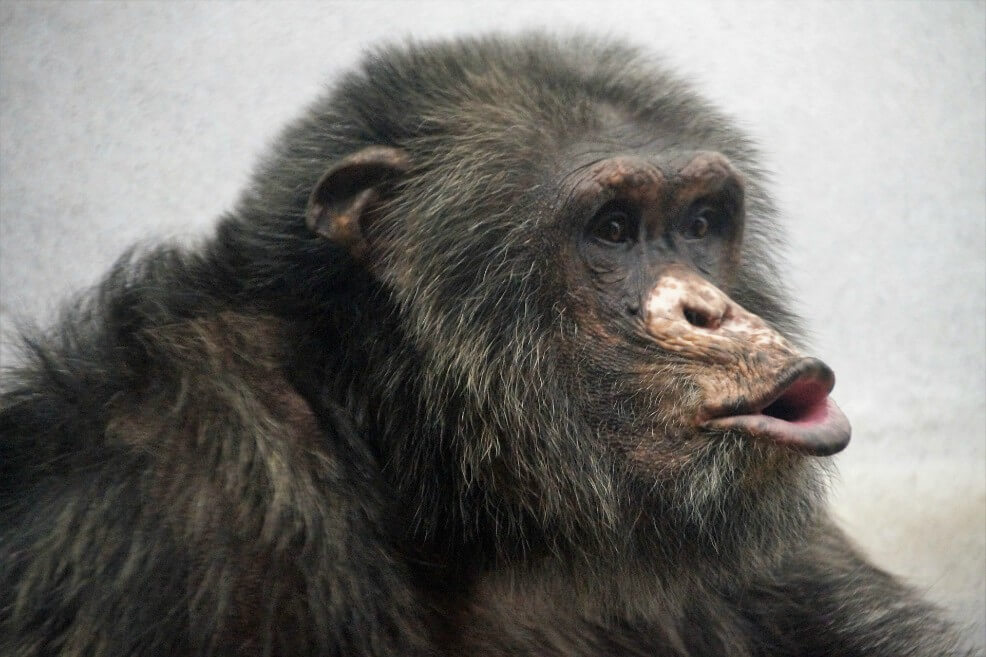 La diversidad cultural de los chimpancés está siendo amenazada por los humanos