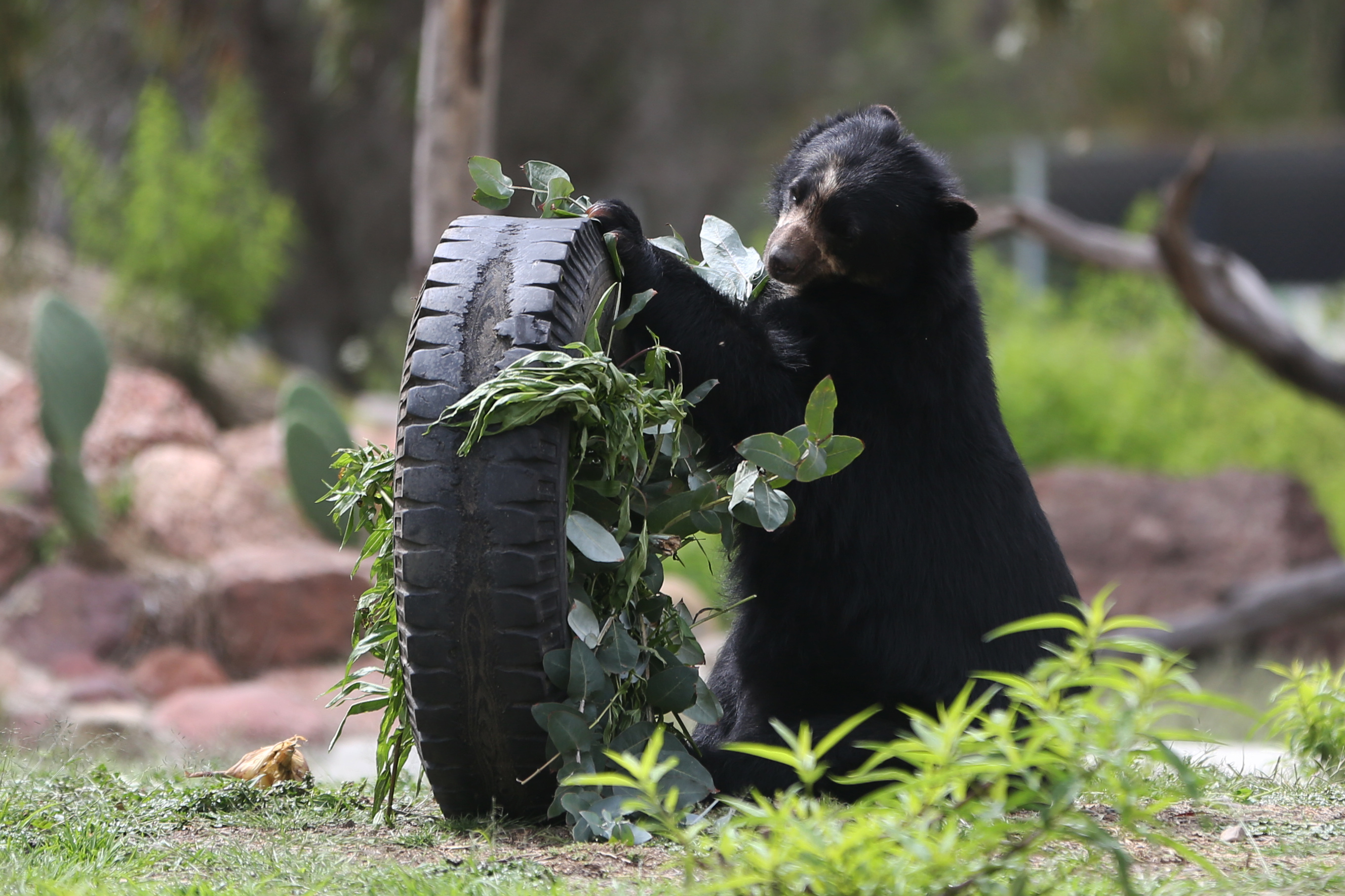 Cinco animales que son polinizadores y seguro no lo sabía