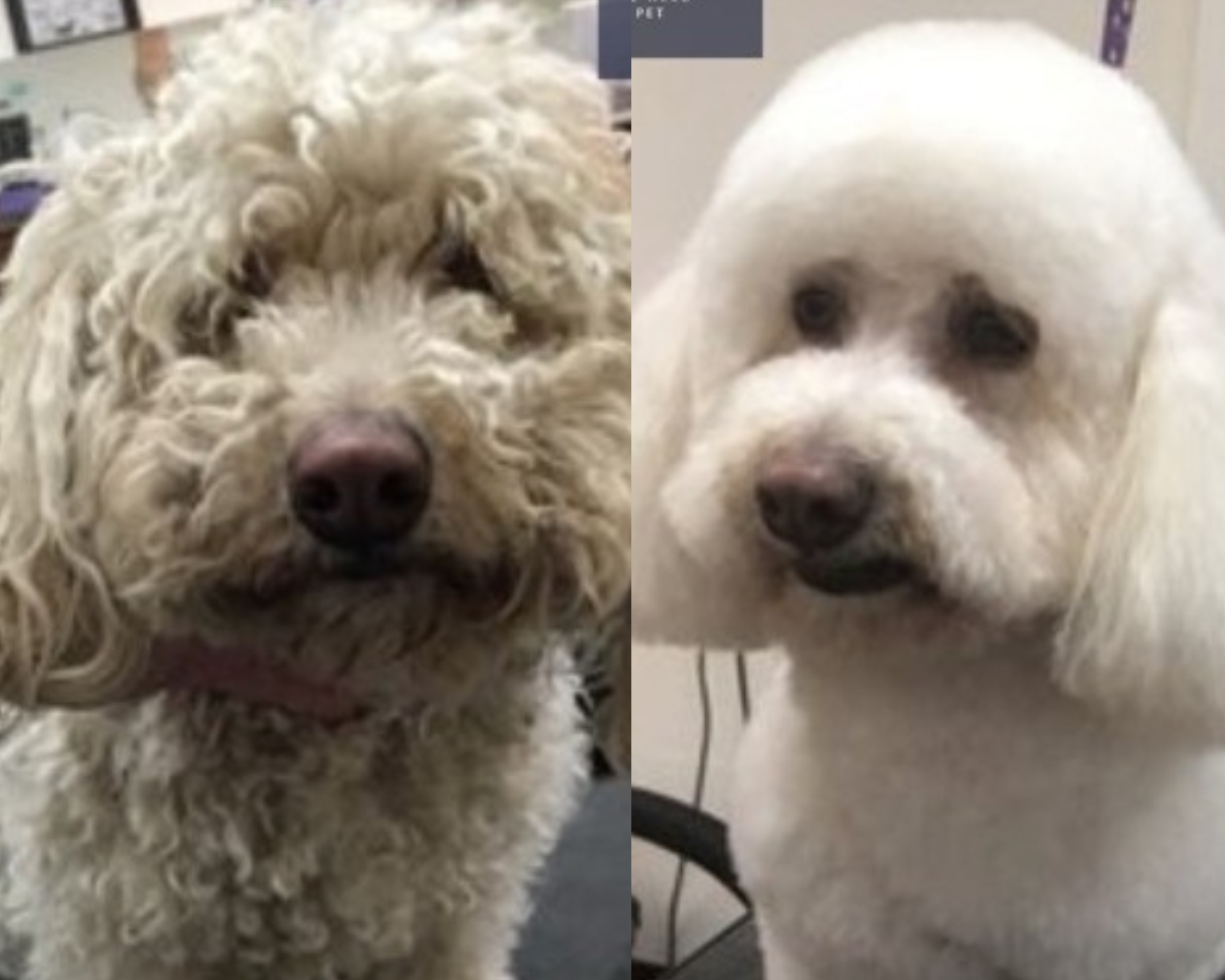 Peluqueros caninos donan su trabajo para mejorar la apariencia de perritos rescatados