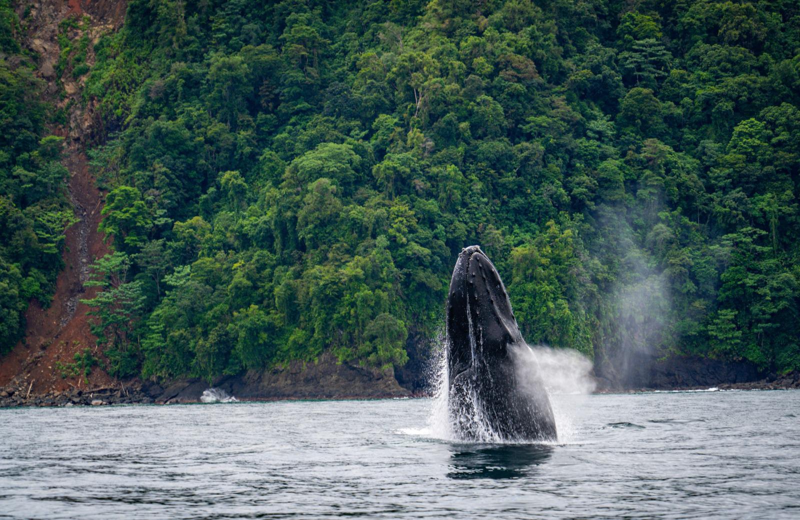 En fotos: inicia la temporada de ballenas y estos son los mejores lugares para verlas