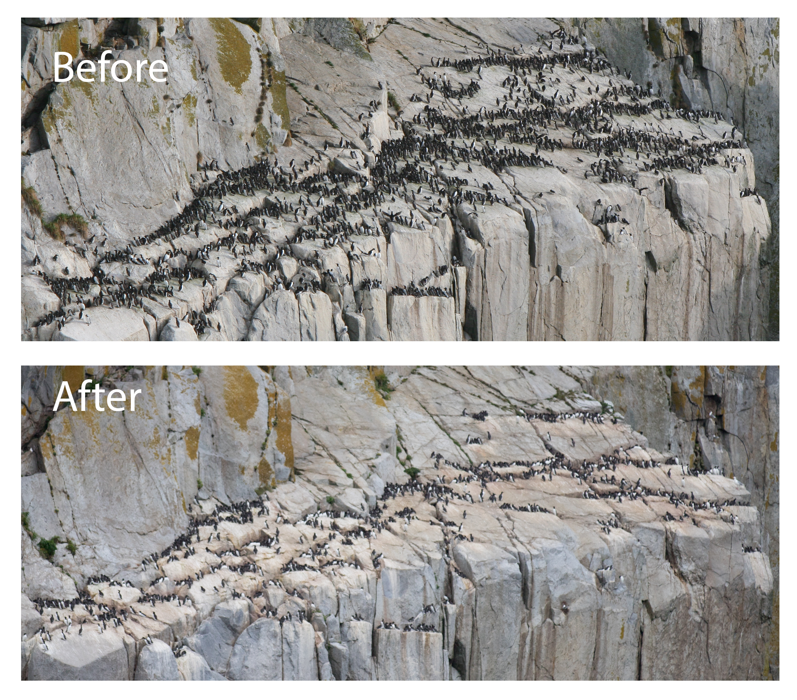 Comparación de la colonia de araos comunes en una parcela censal, Isla Sur, Islas Semidi, Refugio Nacional Marítimo de Vida Silvestre de Alaska, antes y después de la ola de calor marina de 2015-2016. La imagen superior muestra la colonia en 2014 y la imagen inferior muestra la colonia en 2021. /Refugio Nacional Marítimo de Vida Silvestre de Alaska