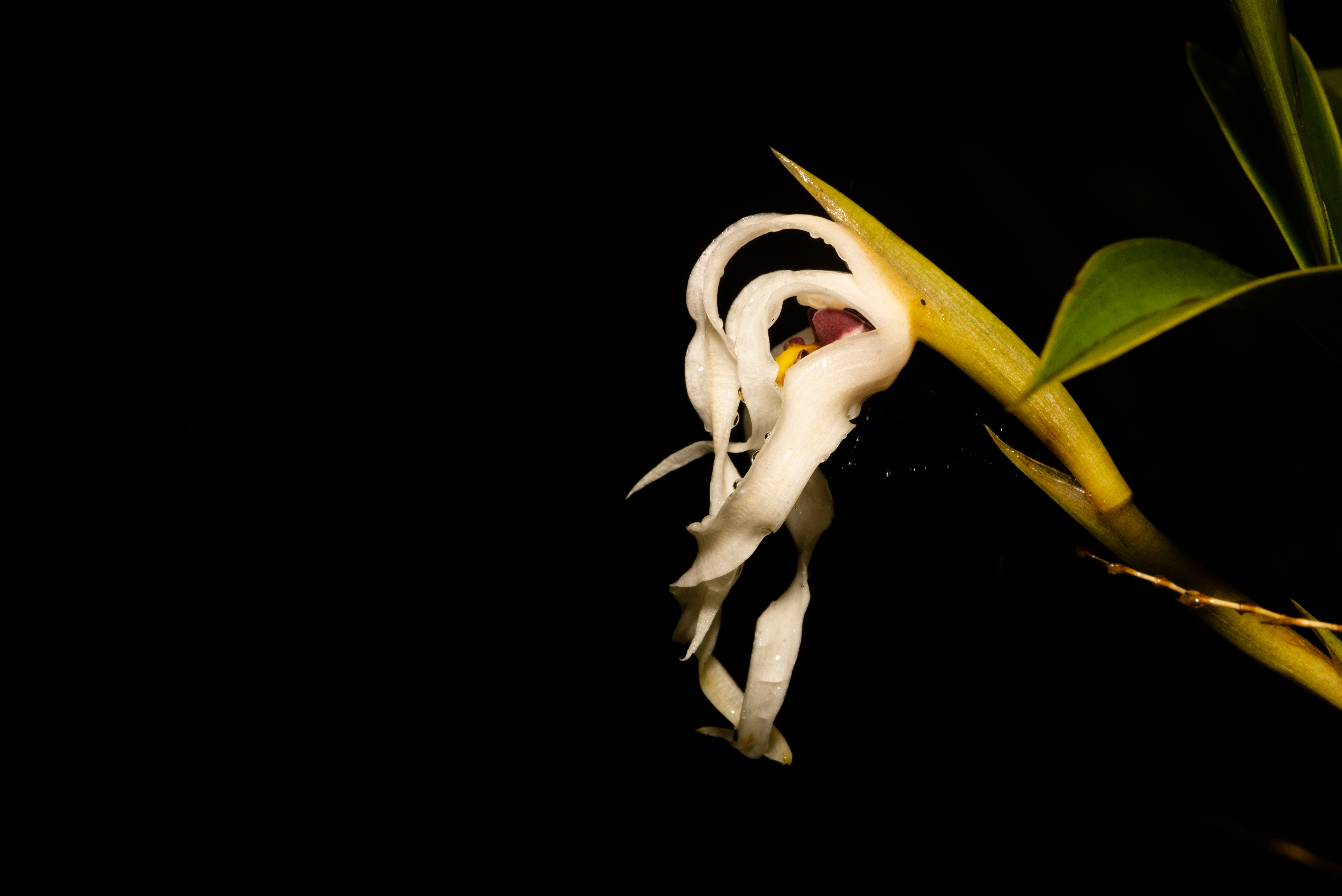 Descubren una nueva especie de orquídea en el Parque Nacional Natural Puracé