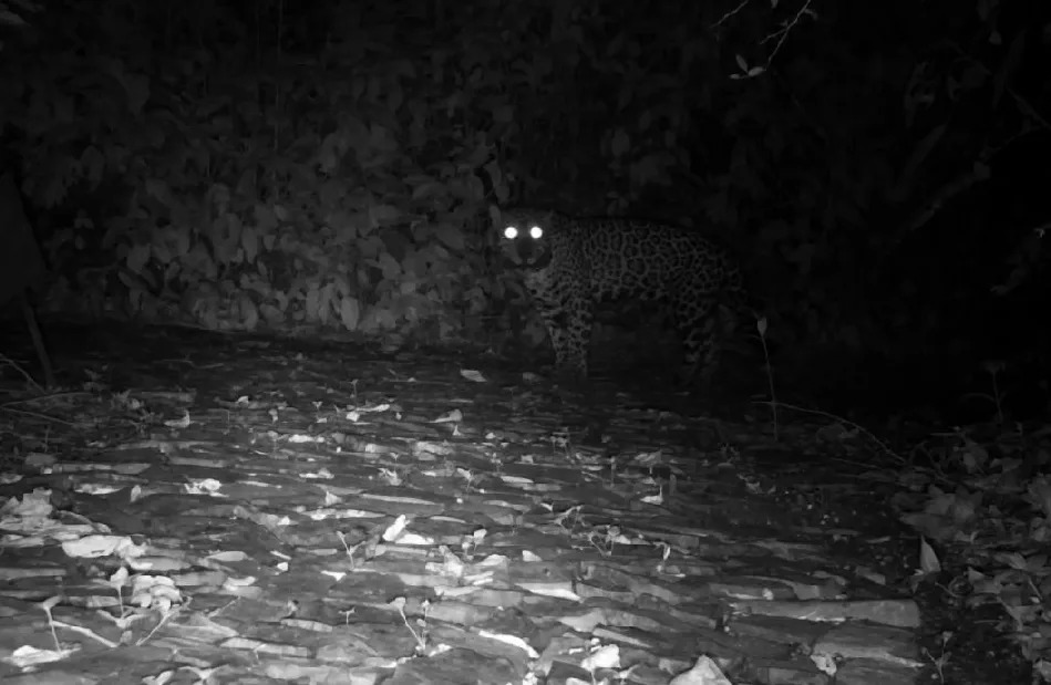 Contrario a lo que se creía, los jaguares podrían maullar y quedó registrado en video