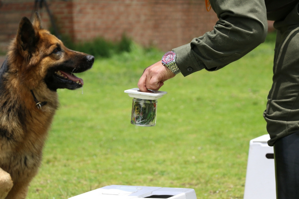 Los perros que huelen el tráfico ilegal de especies animales