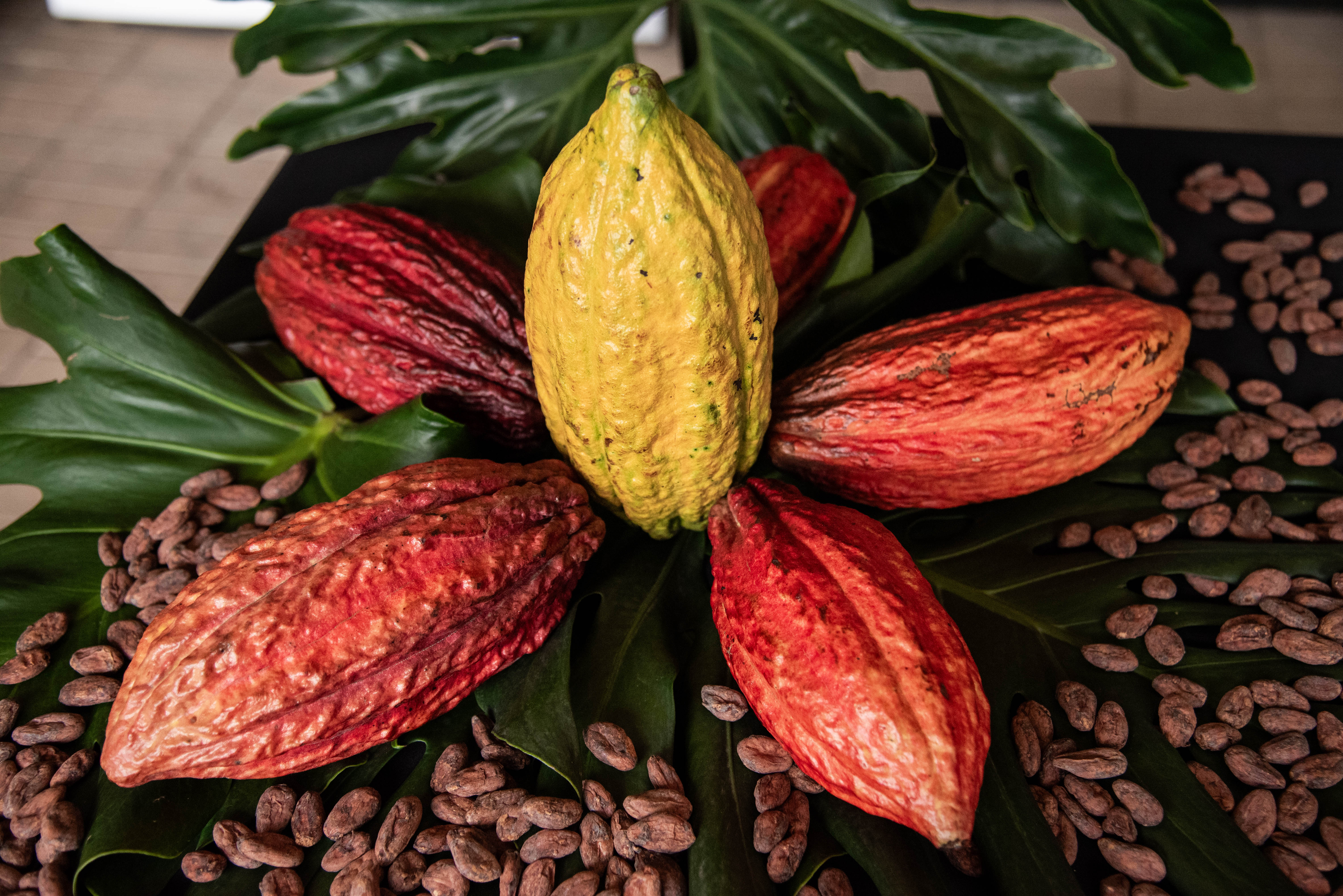El precio del cacao tiene una caída pronunciada: ¿cómo impacta a Colombia?