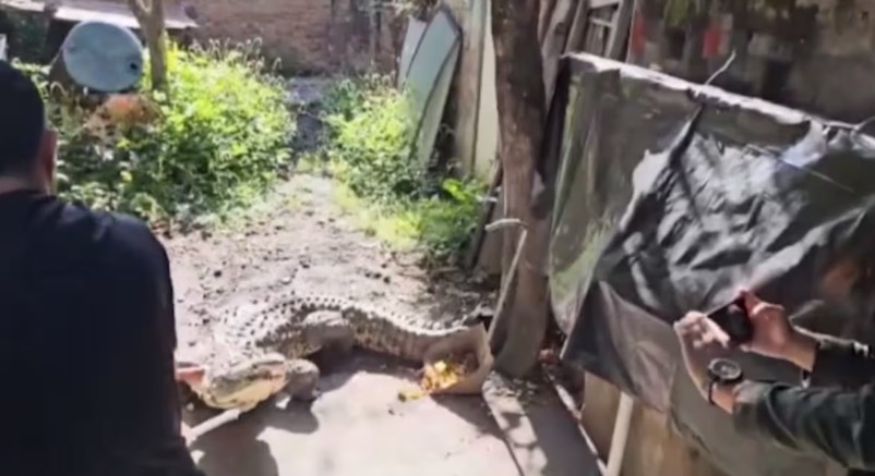 Hallan cocodrilo de casi tres metros en una casa en Palmira: lo tenían de mascota