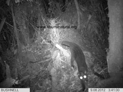 Un Tigrillo lanudo fue visto en el Valle de Aburrá
