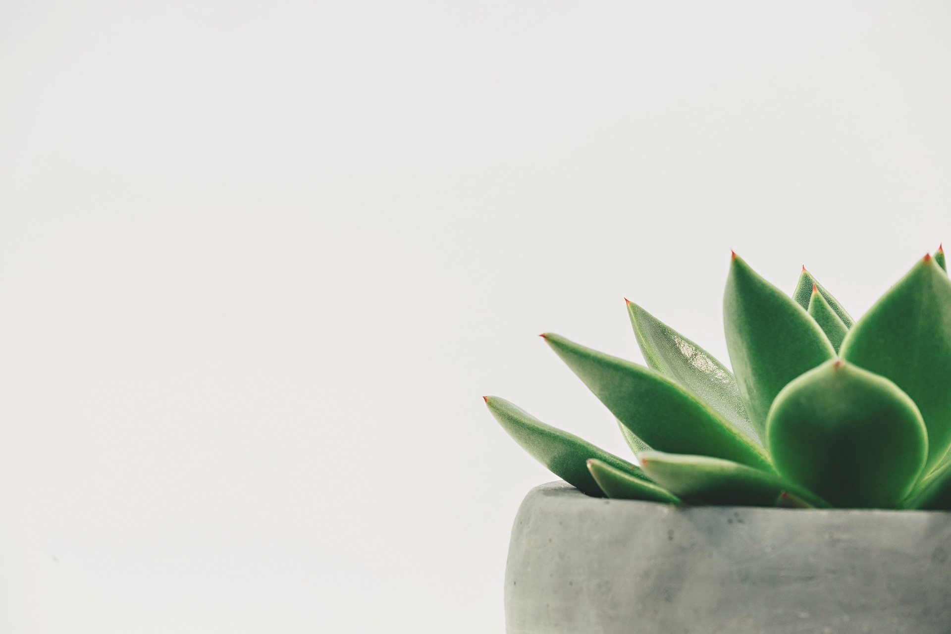 Fotografía de una pequeña planta de suculenta en una matera gris, que se encuentra en el lado derecho de la imagen. A la izquierda hay un fondo blanco.