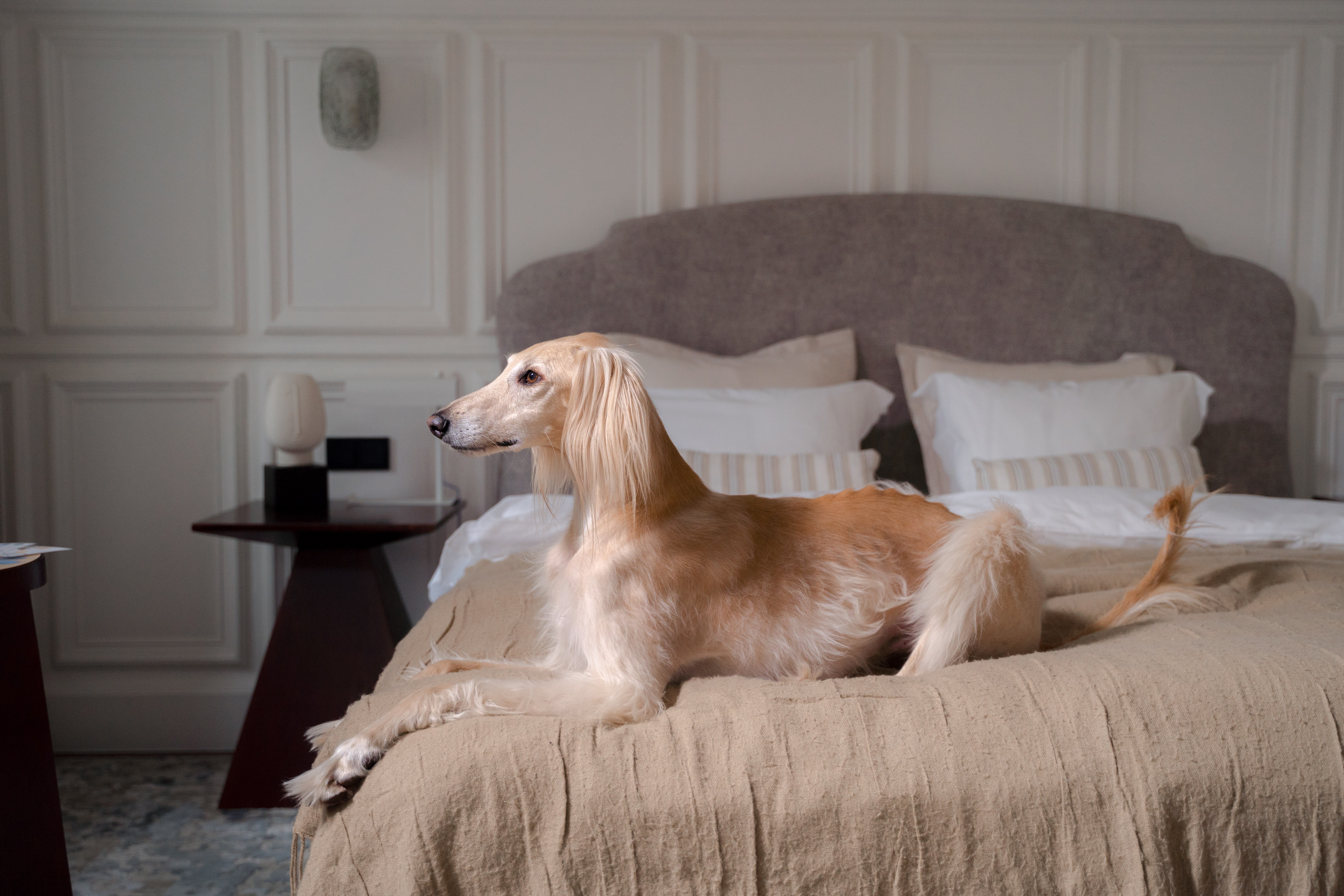 Perros grandes peludos: 5 razas de perros que te enamorarán