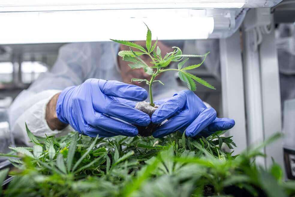 Colombia autoriza la comercialización de productos farmacéuticos a base de cannabis