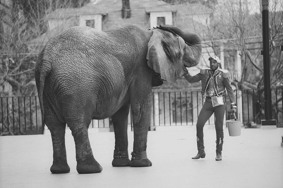Documental revive tragedia de Tyke, elefanta que mató a entrenador de circo