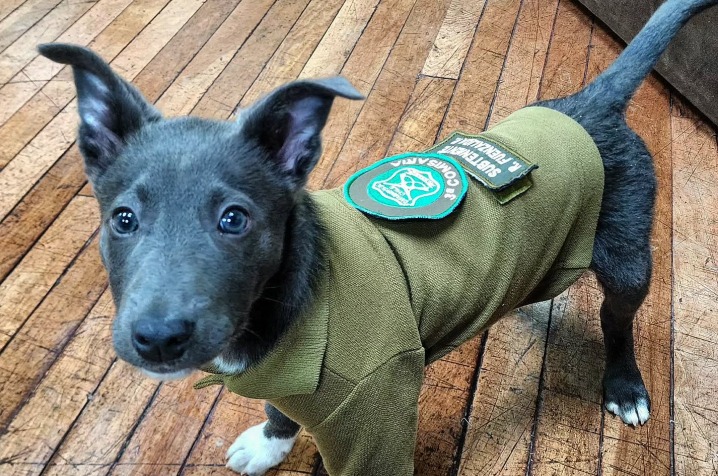 Gabo fue el último cachorro de su camada en ser adoptado y ahora hace parte de la Policía