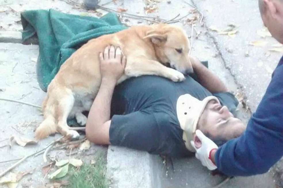 Conmovedora reacción de perro por su amo accidentado