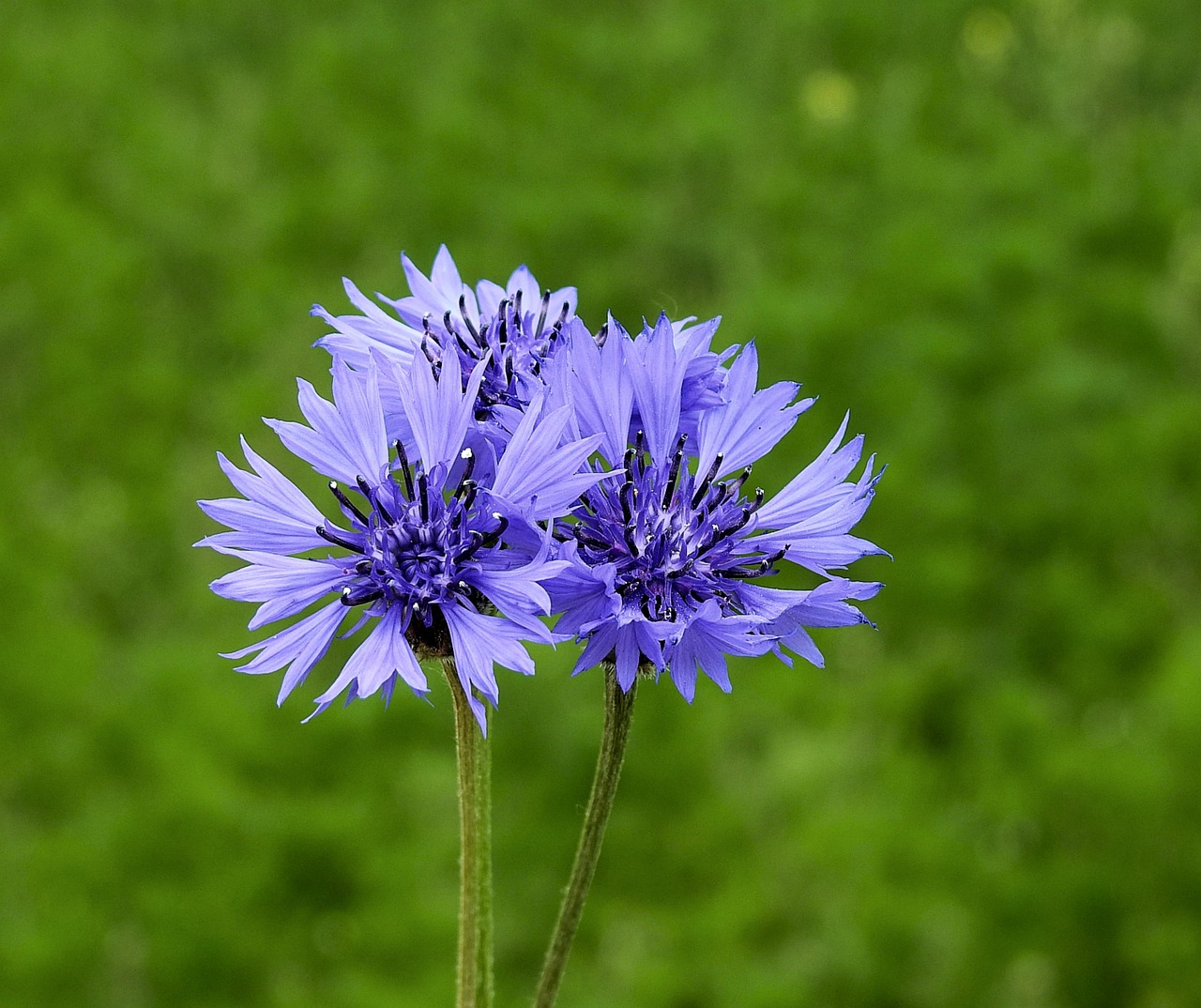 ¿Busca una planta colorida y fácil de cuidar? El Azulejo puede ser la opción ideal