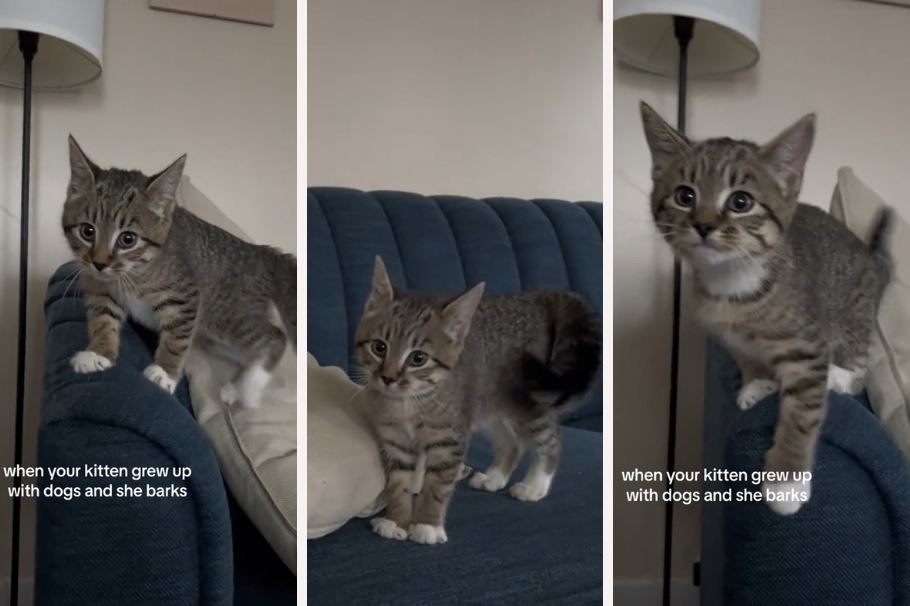 ¡Muy tierno! Este gatito aprendió a ladrar gracias a sus hermanos perrunos