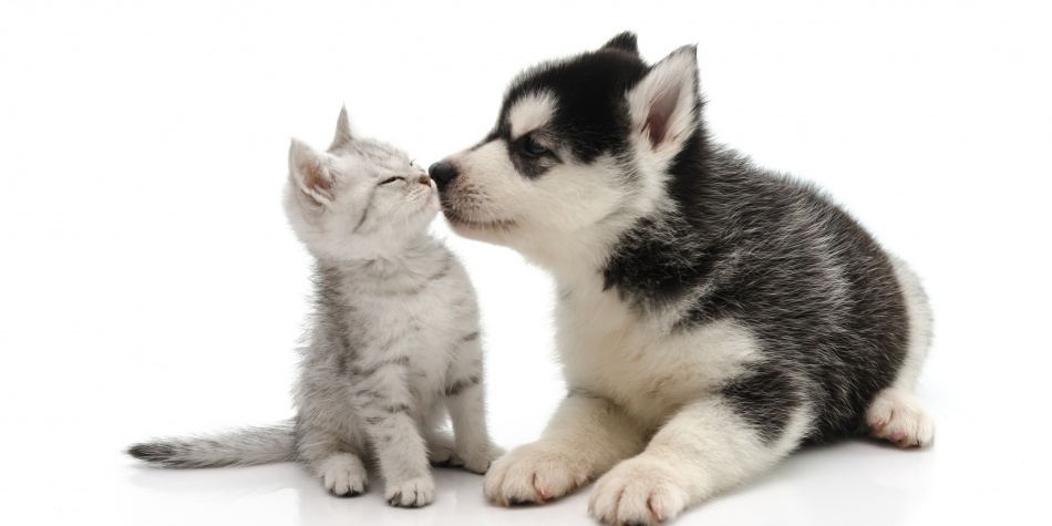 Cinco beneficios de los perros en terapias para humanos