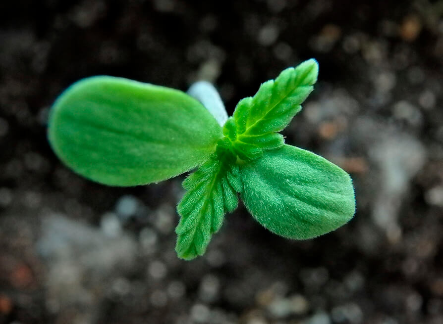 Cadena de farmacias en Canadá usará blockchain para rastrear cannabis
