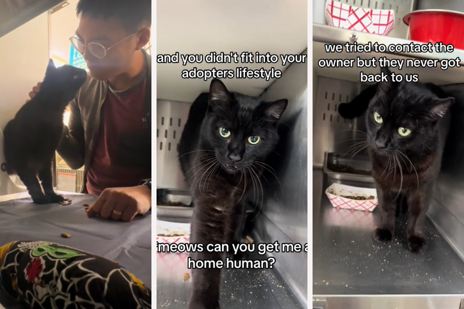 Chocolate, un gato sin suerte: ha vuelto al refugio 3 veces