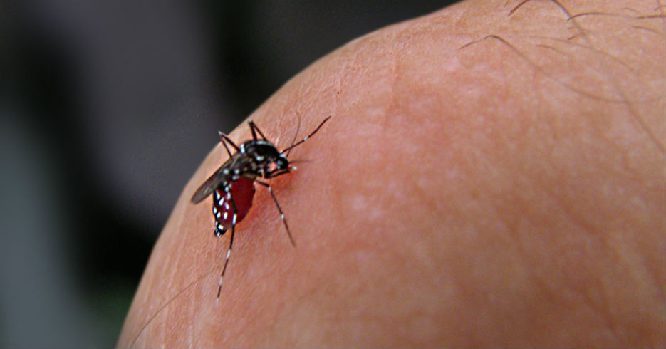 Médico despeja las dudas sobre el virus del zika