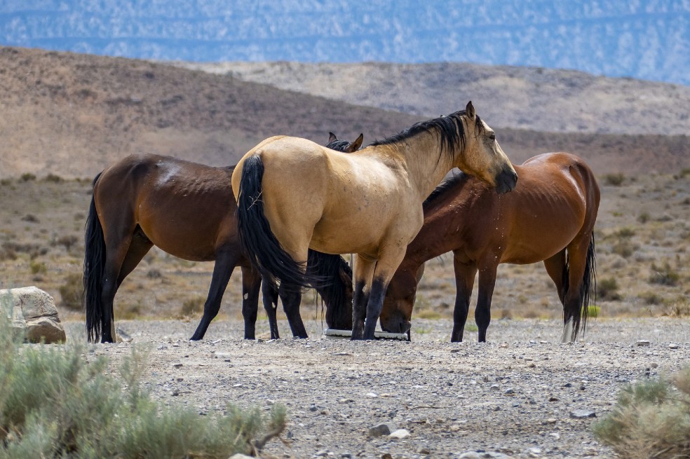 Como Colombia con los hipopótamos, Australia sopesa sacrificar miles de caballos salvajes