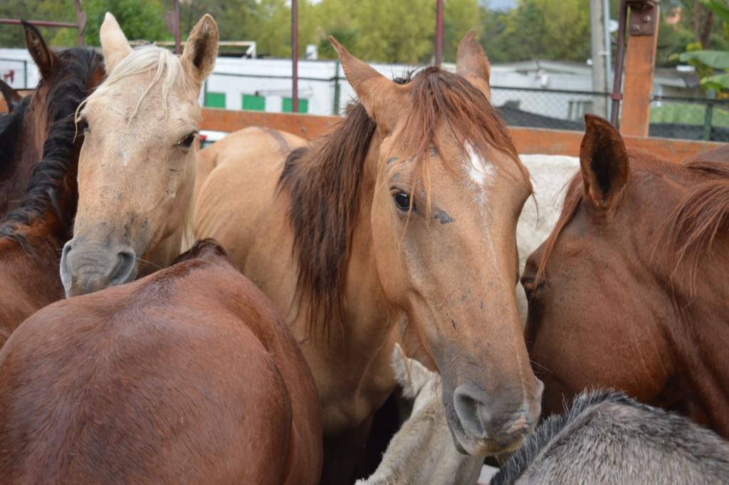 Rescataron caballos que eran usados para carreras en el barrio Chino de Cartagena