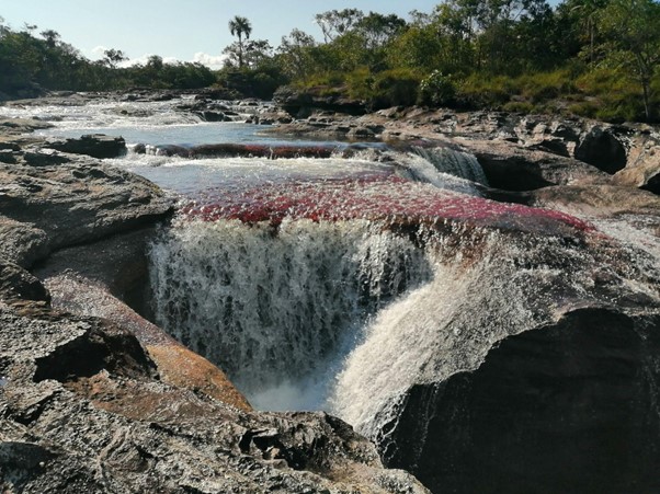 Caño Cristales abre su temporada 2026 con un llamado al turismo responsable