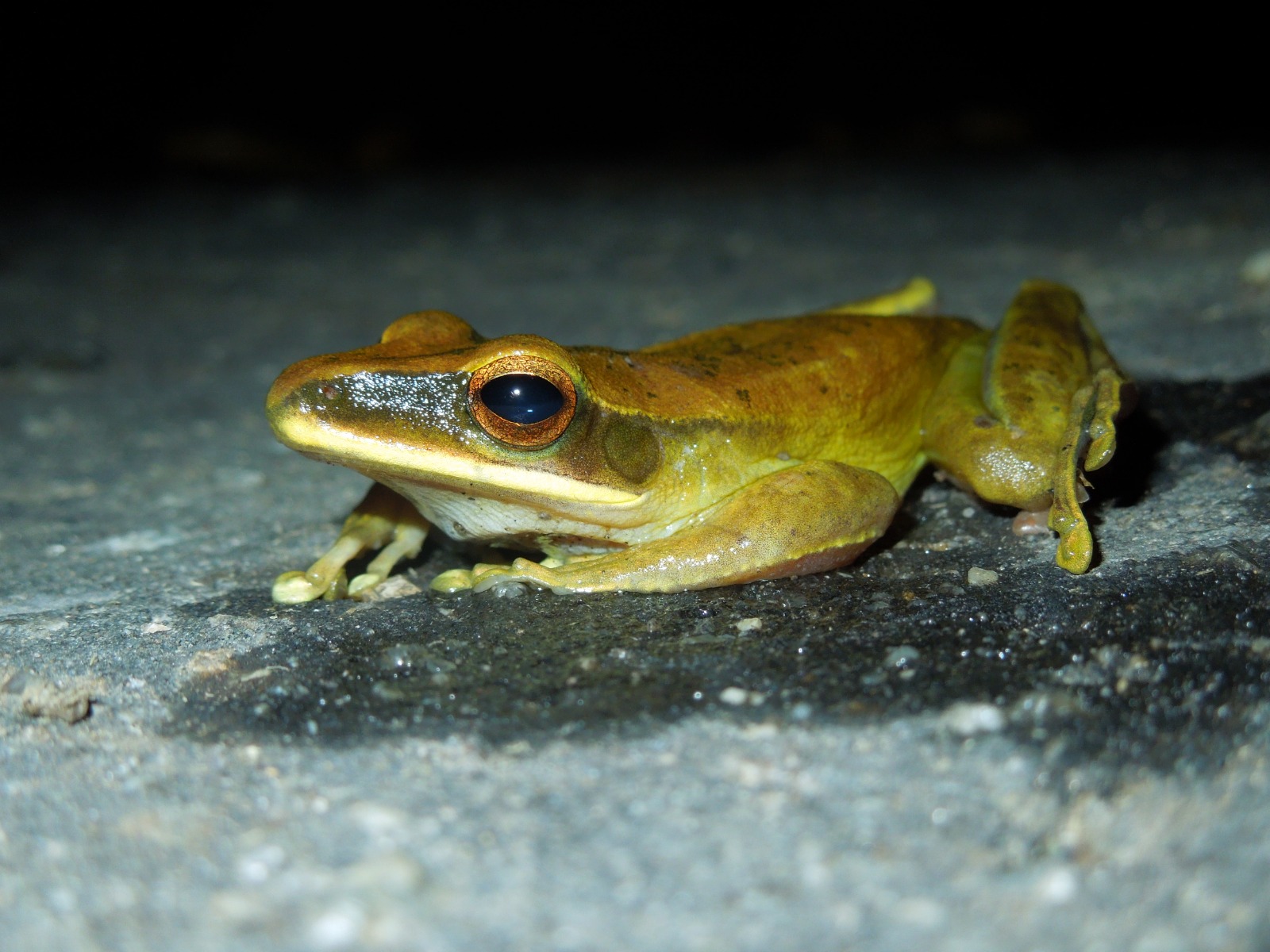 Rana arborícola (Familia Hylidae). Caquetá.