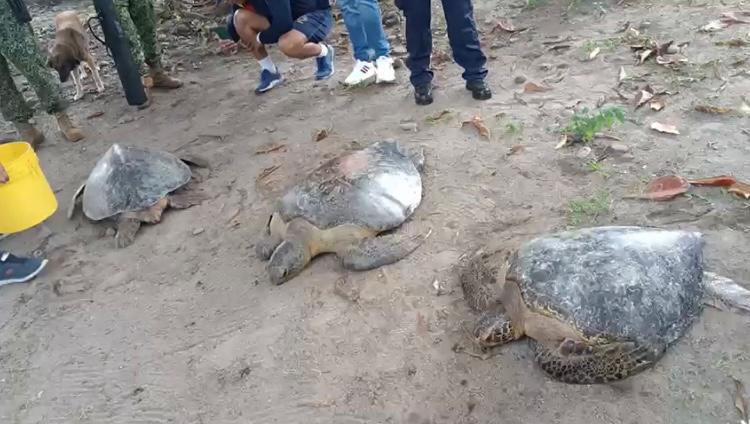 Rescatan tres tortugas marinas que estaban encerradas en una bodega abandonada