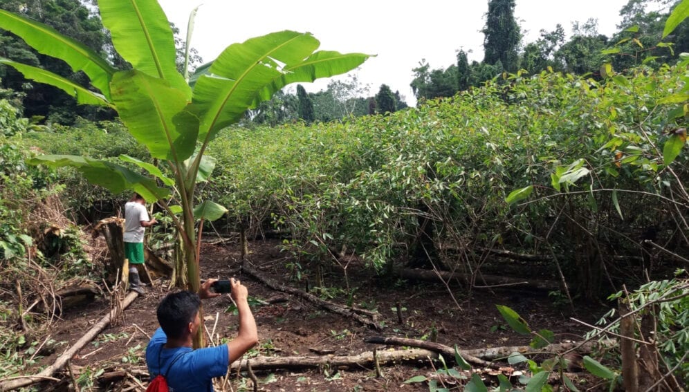 Tierras indígenas de Brasil actúan como barreras contra deforestación, según informe