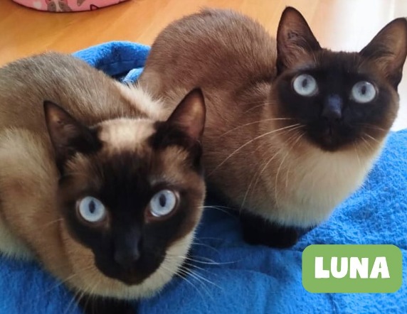 Parecen siameses, pero son criollos: estos gatos rescatados buscan hogar juntos