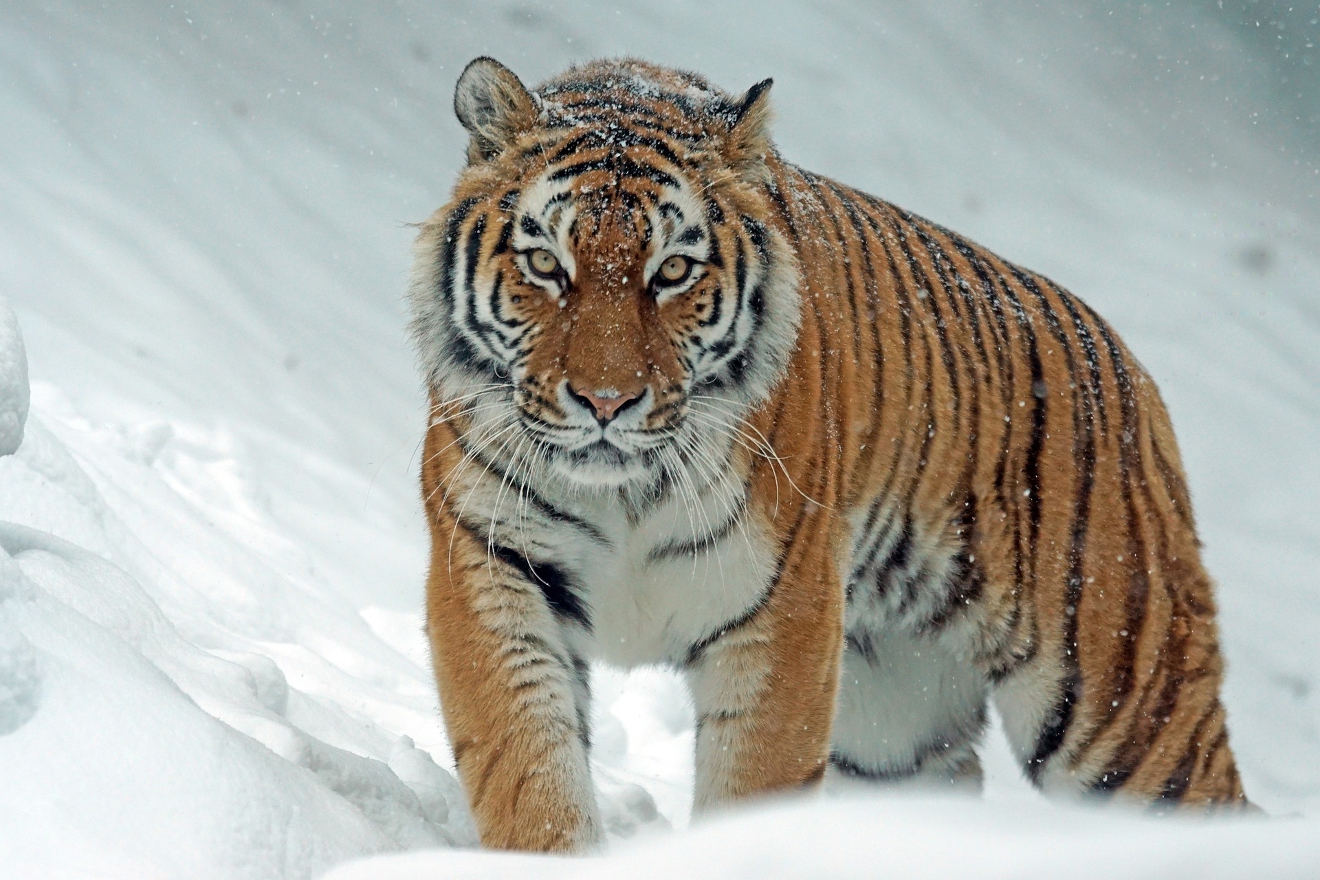 Investigadores identificaron dos rasgos de la personalidad del tigre siberiano