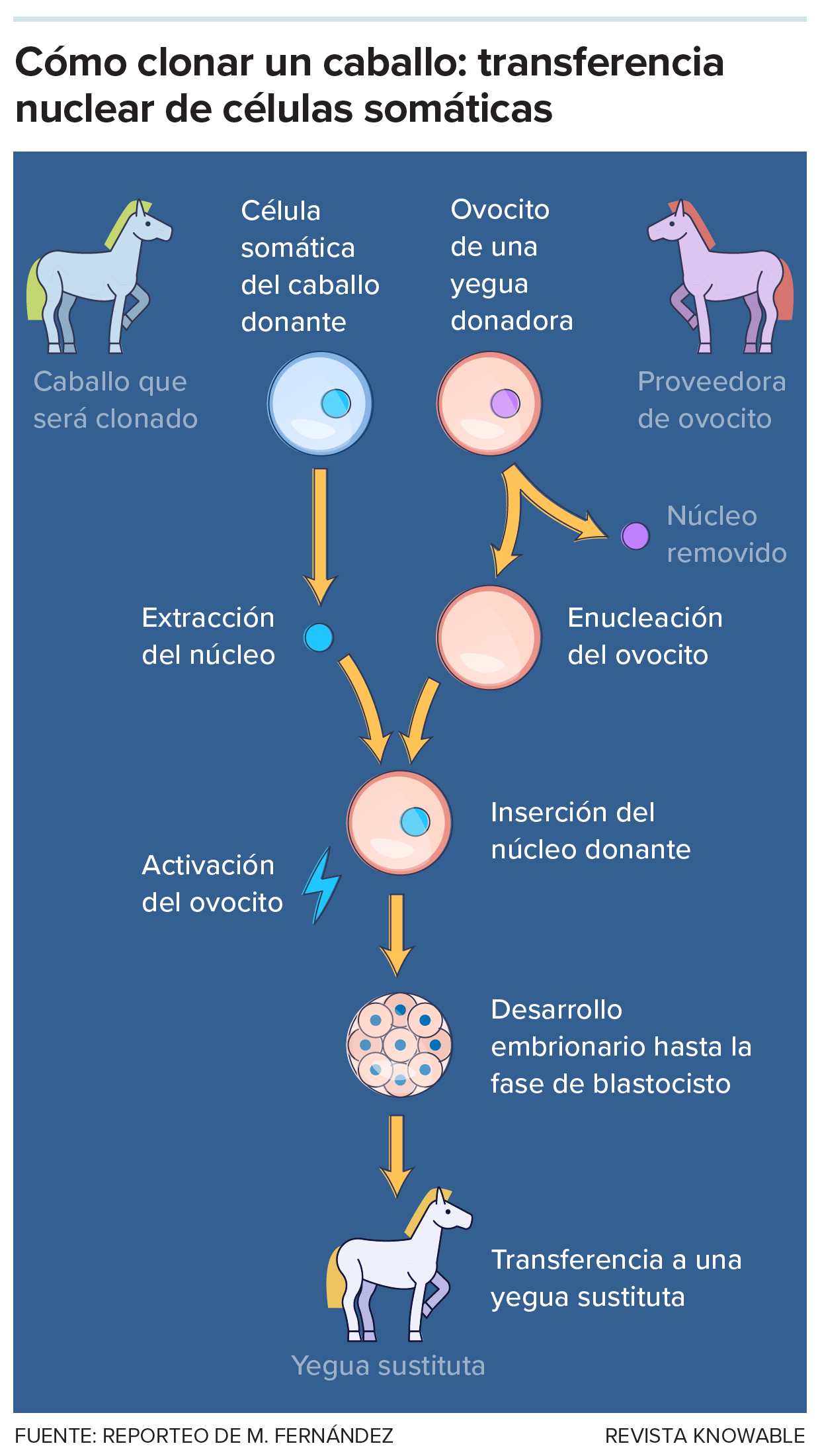 Los clones de caballos —al igual que los de otros mamíferos— se obtienen a través de una técnica llamada transferencia nuclear de células somáticas (SCNT, por sus siglas en inglés). El núcleo de una célula no reproductiva del animal que va a ser clonado se inserta en un ovocito al que previamente se le extrajo su propio ADN nuclear. Tras una activación, el embrión comienza a dividirse. Cuando alcanza la fase de blastocisto se implanta en una yegua receptora que llevará adelante la gestación.
