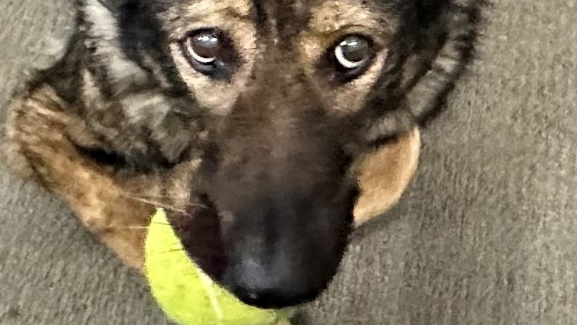 En video: Candy, perrita policía que tenía cáncer, se jubiló y horas después murió